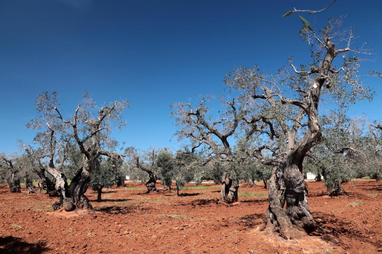 Masseria Conca D'Oro Ostuni Luaran gambar